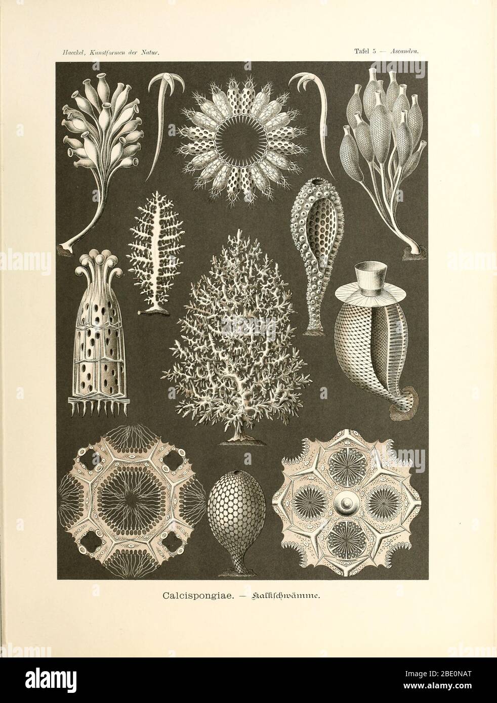 Calcispongiae from Ernst Haeckel's Kunstformen der Natur, 1904 Stock Photo