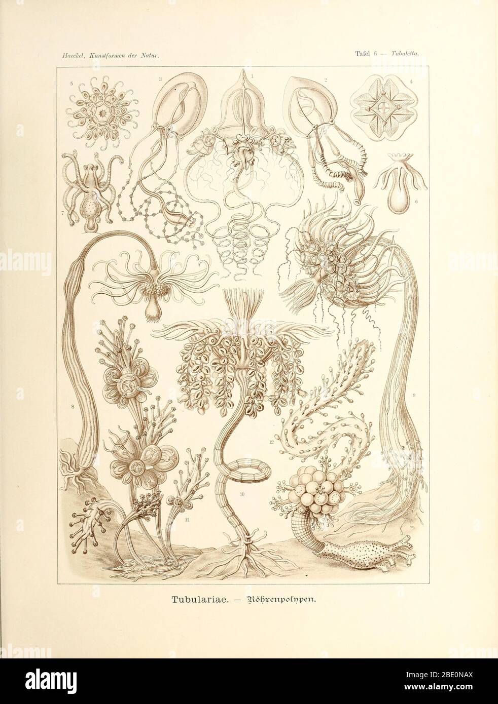 Tubulariae from Ernst Haeckel's Kunstformen der Natur, 1904 Stock Photo