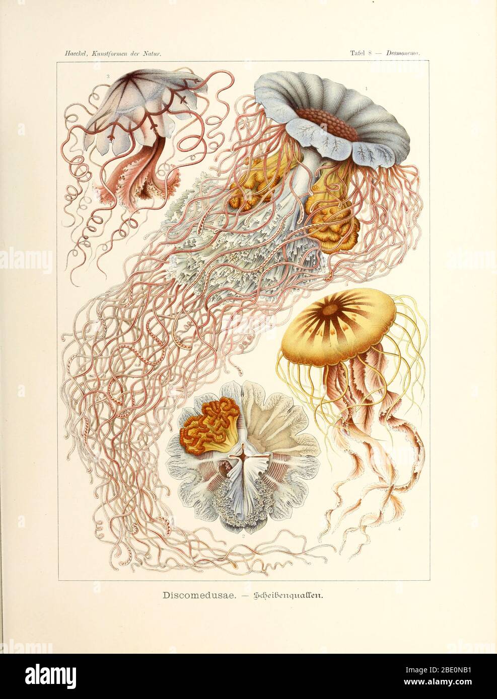 Discomedusae (all semaeostomids), from Ernst Haeckel's Kunstformen der Natur, 1904 Stock Photo