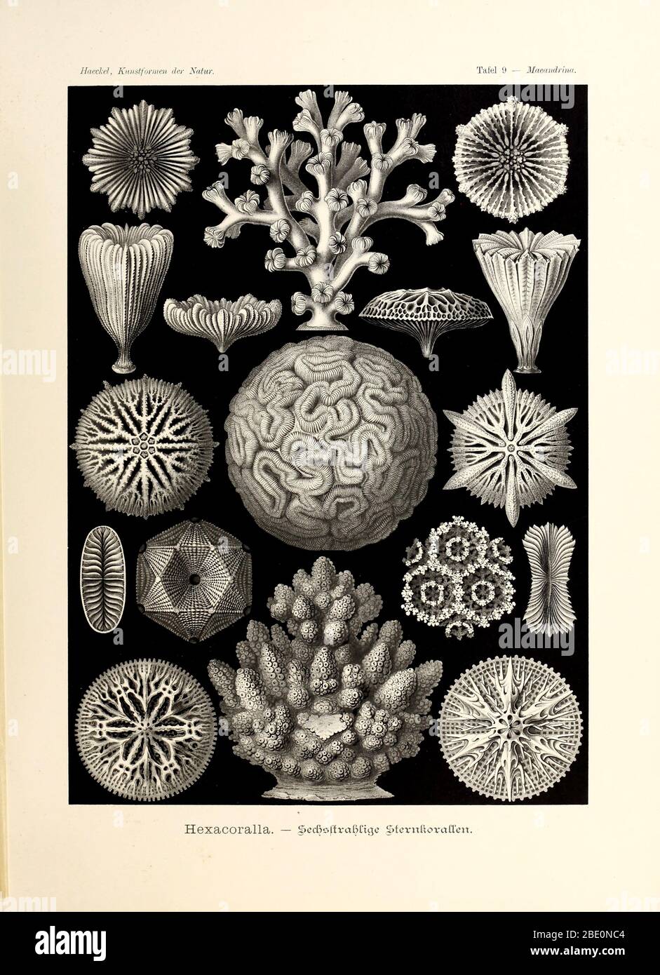 Hexacoralla from Ernst Haeckel's Kunstformen der Natur, 1904 Stock Photo
