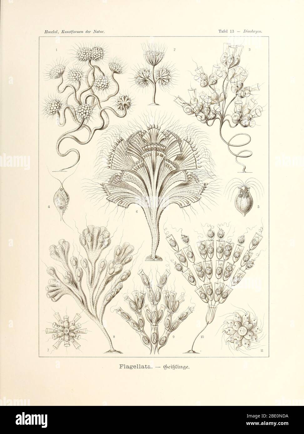 Flagellata from Ernst Haeckel's Kunstformen der Natur, 1904 Stock Photo
