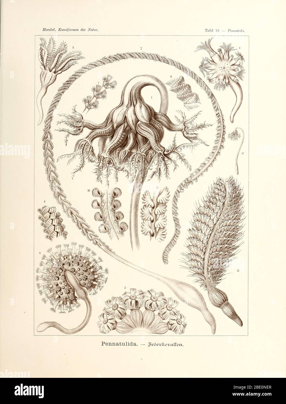 Pennatulida from Ernst Haeckel's Kunstformen der Natur, 1904 Stock Photo