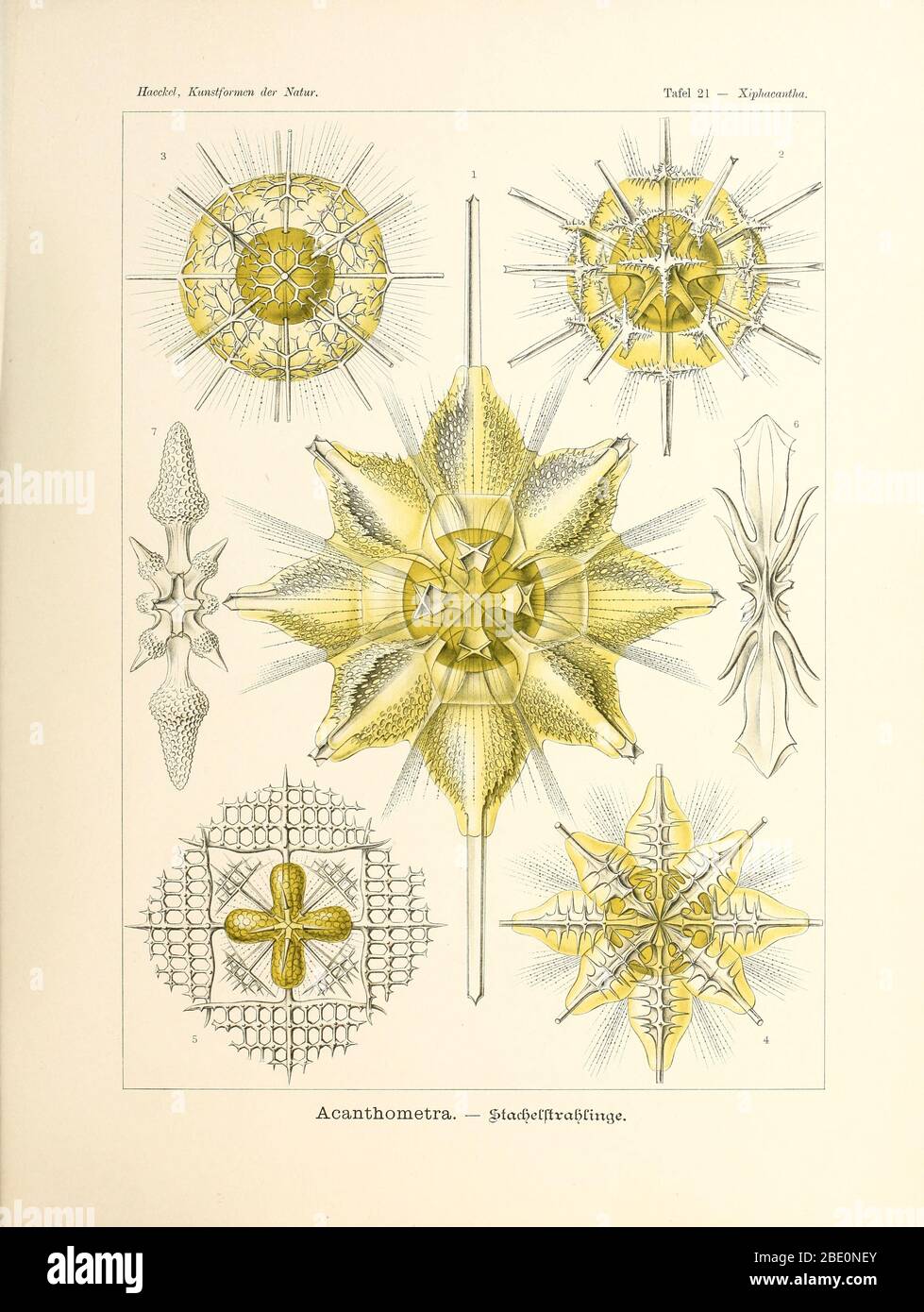 Acanthometra from Ernst Haeckel's Kunstformen der Natur, 1904 Stock Photo