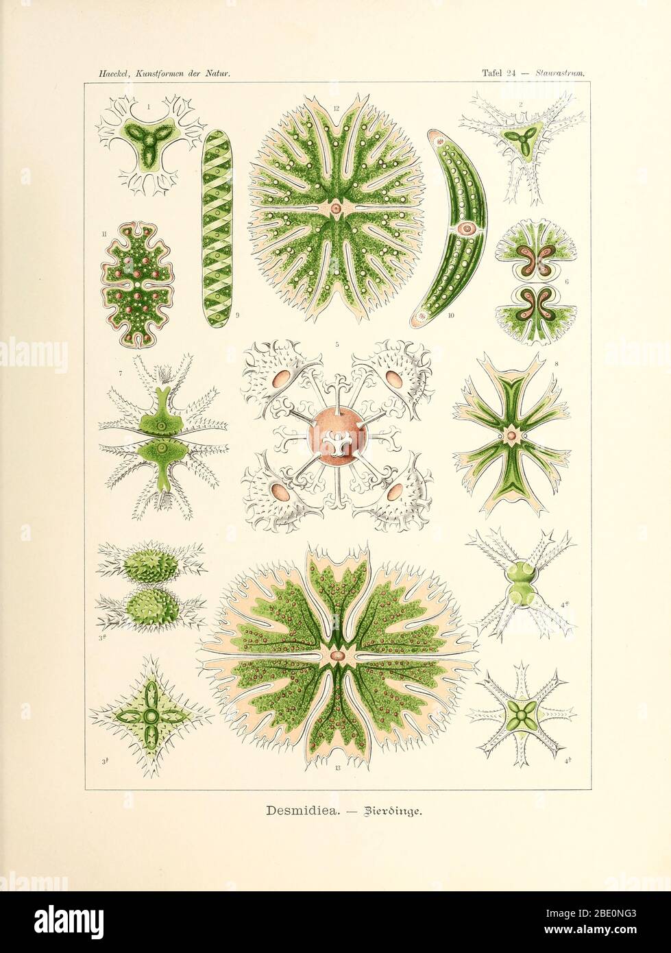 Desmidiea from Ernst Haeckel's Kunstformen der Natur, 1904 Stock Photo