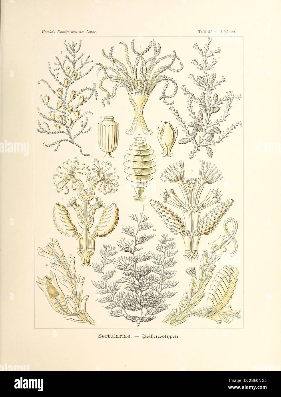 Sertulariae from Ernst Haeckel's Kunstformen der Natur, 1904 Stock Photo