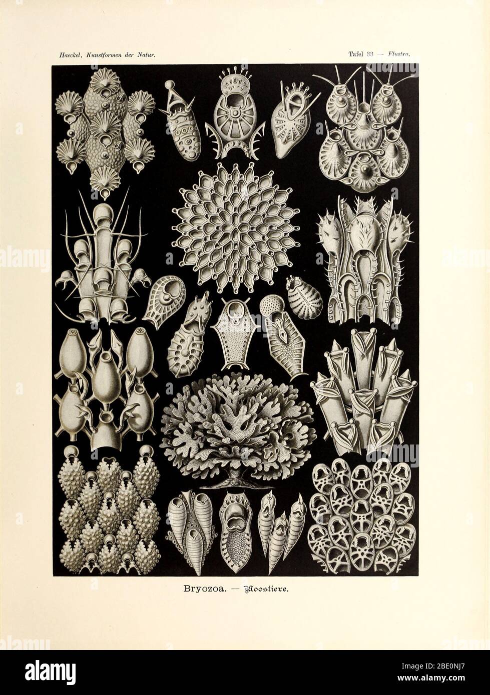 Bryozoa from Ernst Haeckel's Kunstformen der Natur, 1904 Stock Photo