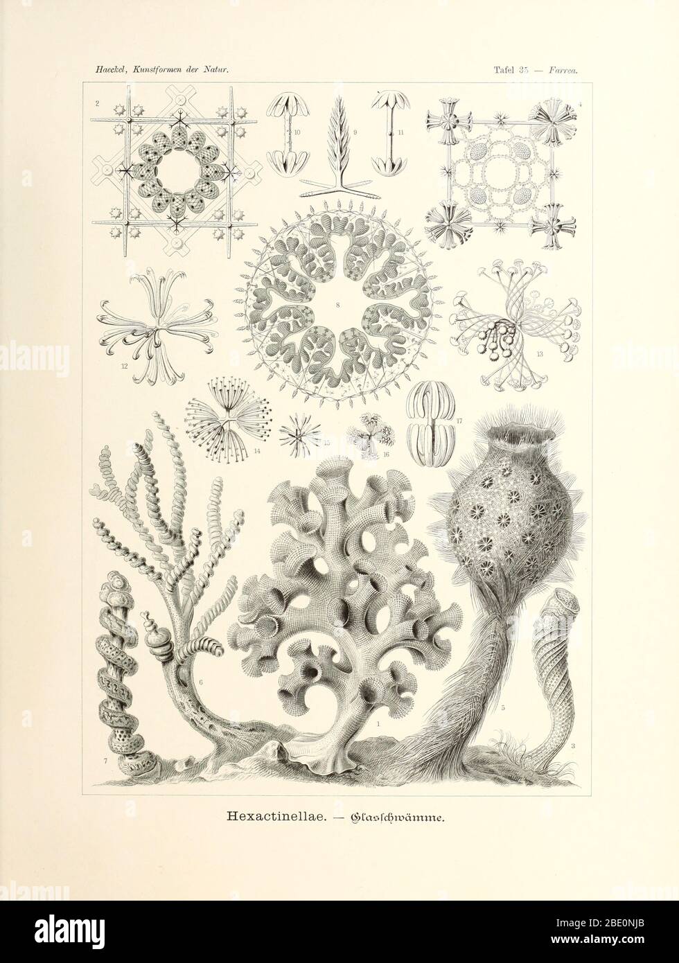 Hexactinellae from Ernst Haeckel's Kunstformen der Natur, 1904 Stock Photo