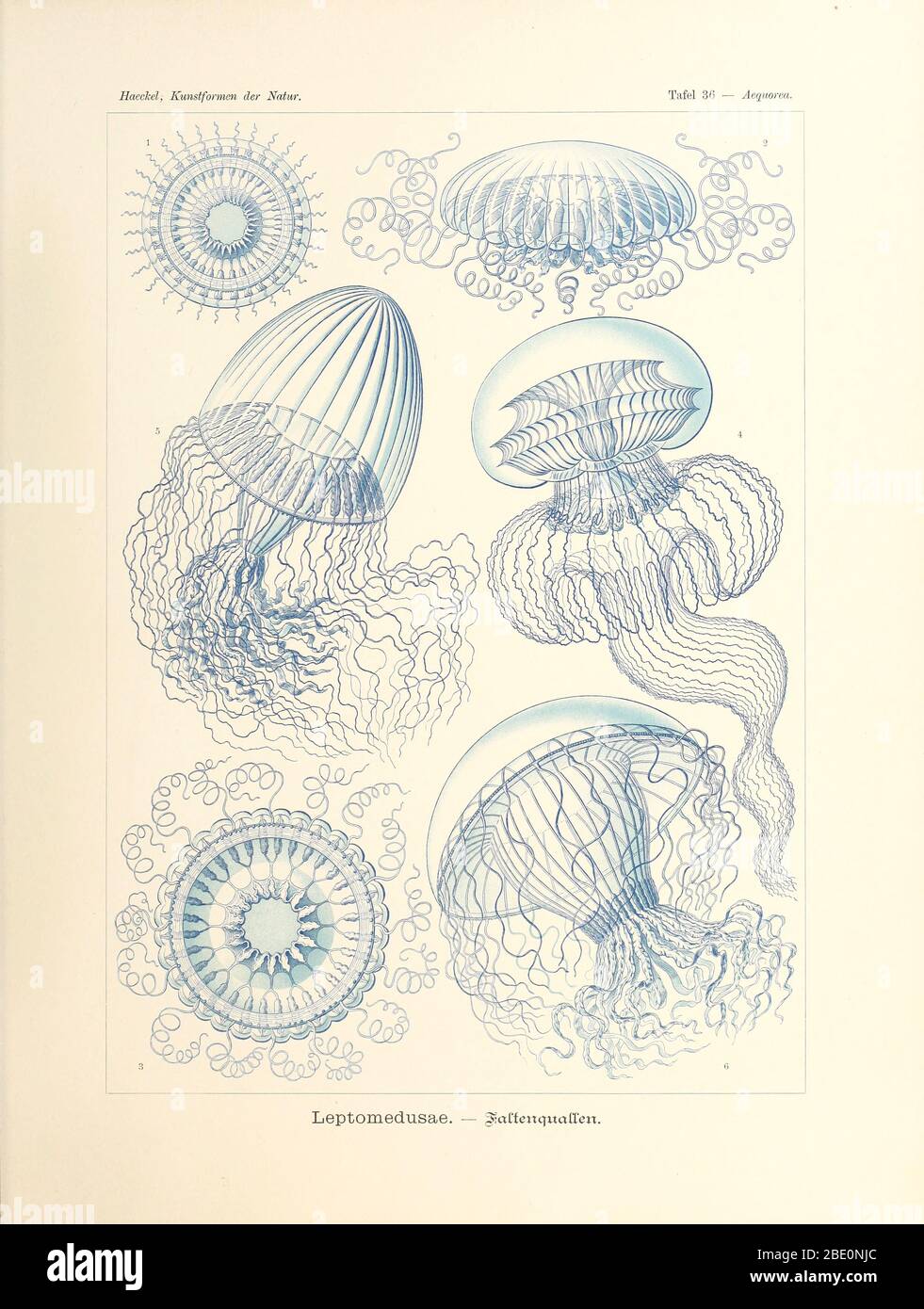 Leptomedusae from Ernst Haeckel's Kunstformen der Natur, 1904 Stock Photo