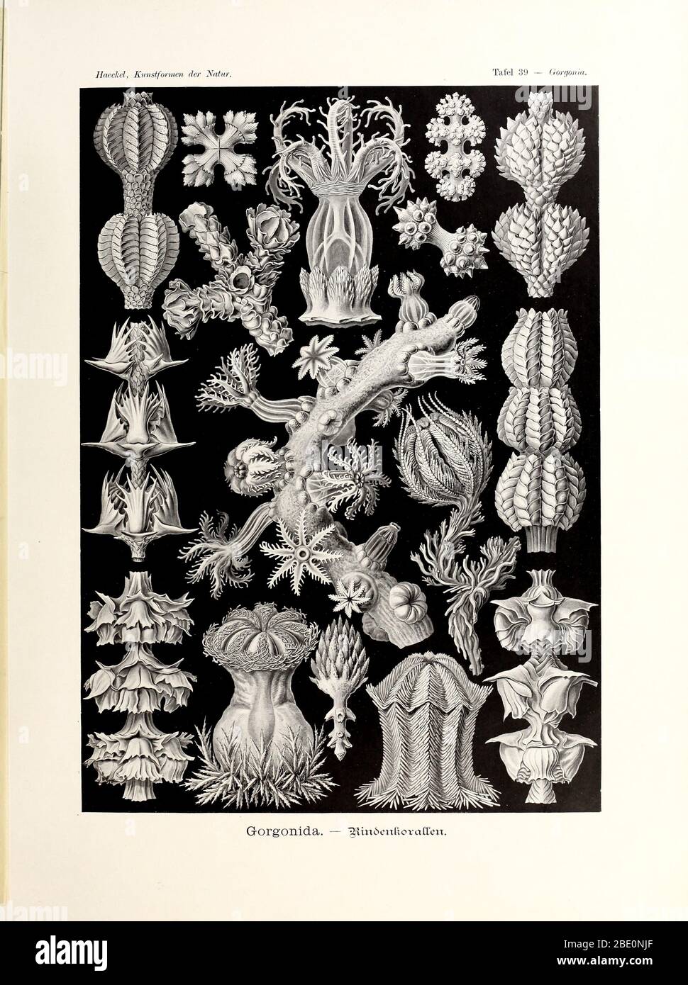 Gorgonida from Ernst Haeckel's Kunstformen der Natur, 1904 Stock Photo