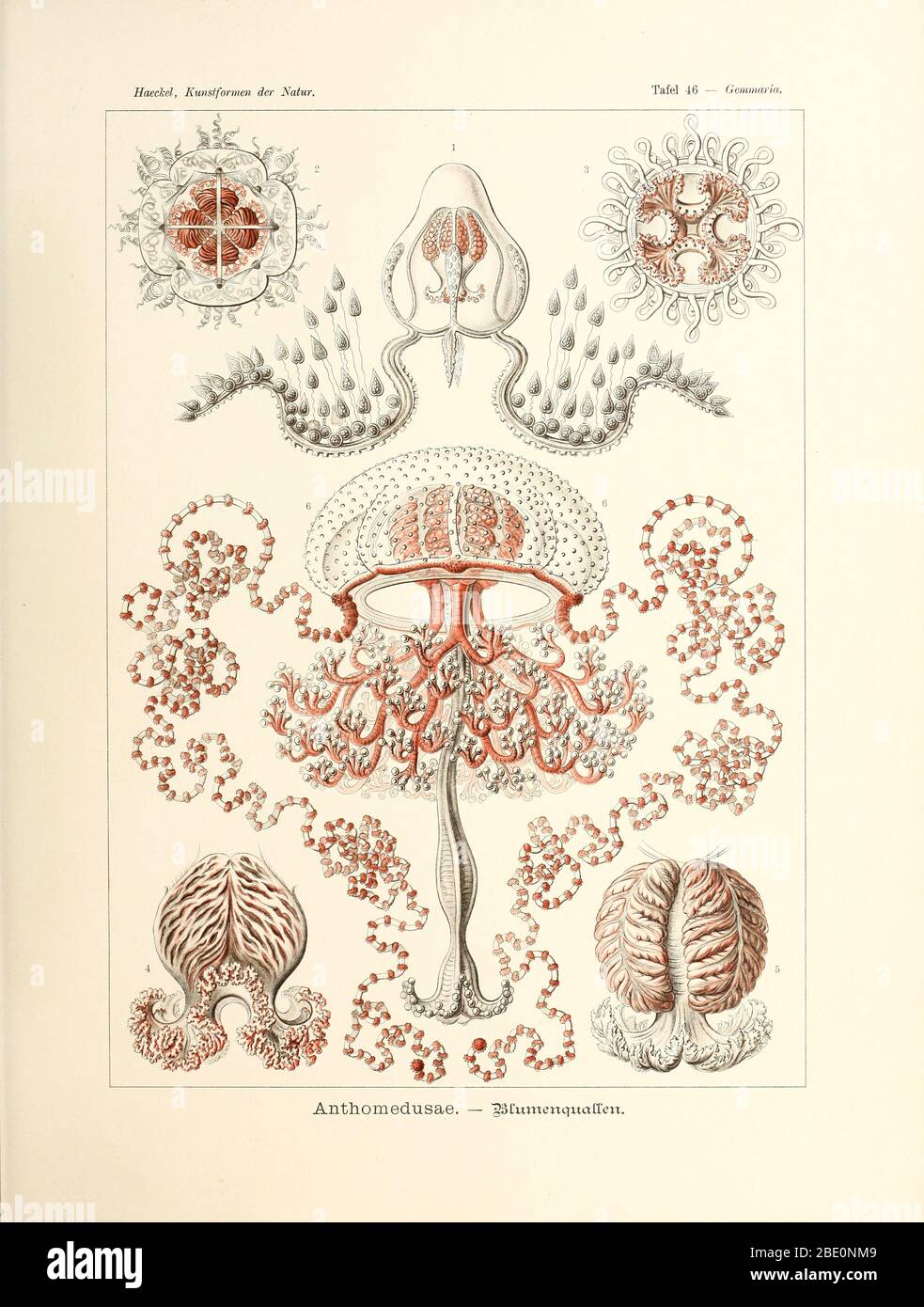 Anthomedusa (Anthomedusae) from Ernst Haeckel's Kunstformen der Natur, 1904 Stock Photo