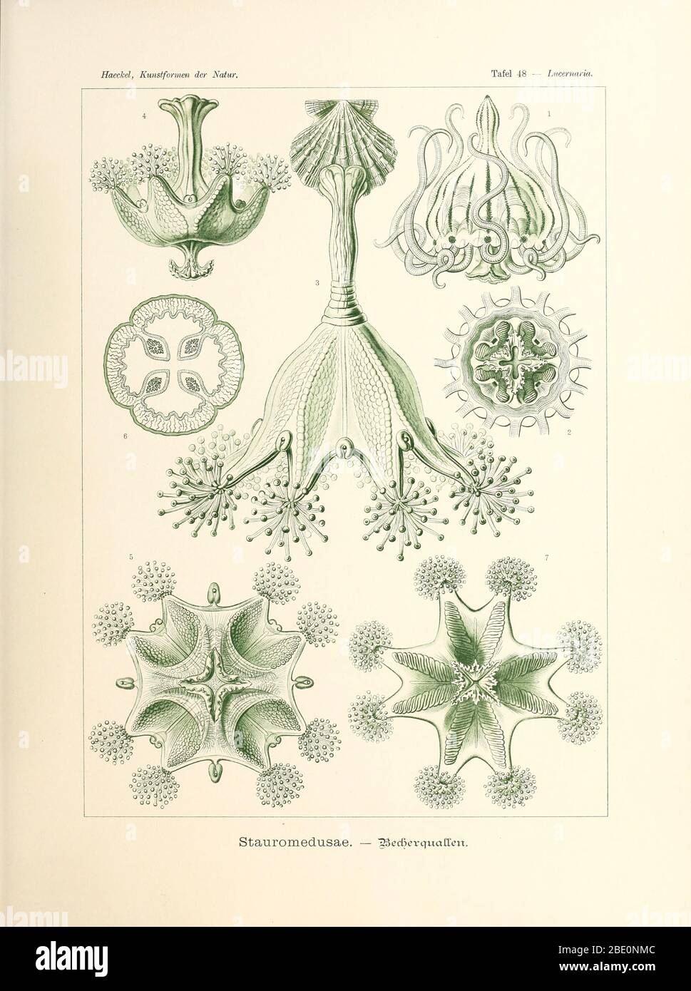 Stauromedusae from Ernst Haeckel's Kunstformen der Natur, 1904 Stock Photo