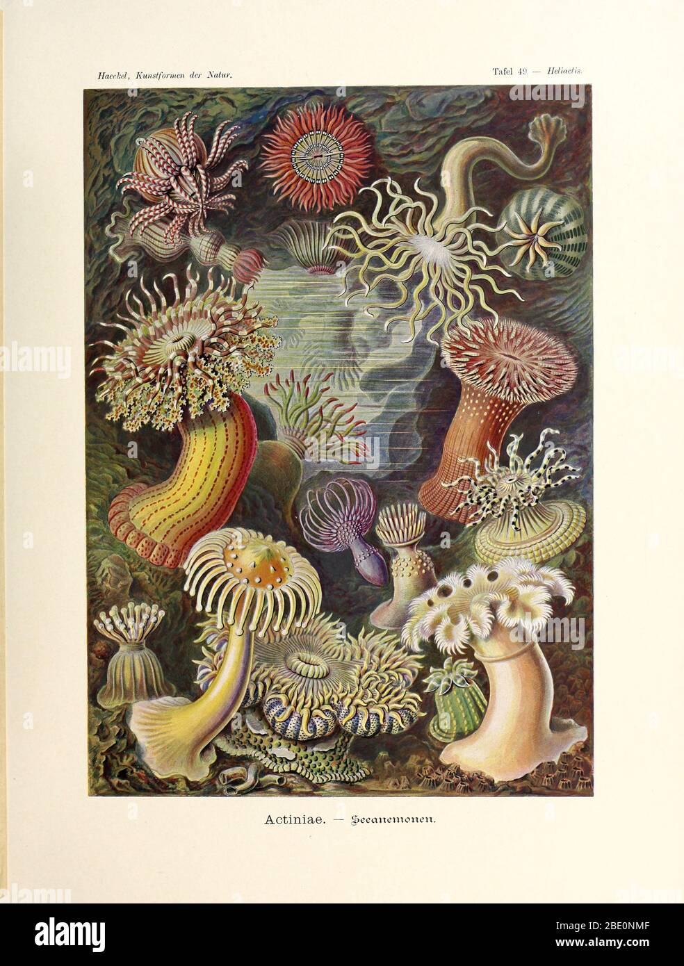 Sea anemone (Actiniae) from Ernst Haeckel's Kunstformen der Natur, 1904 Stock Photo