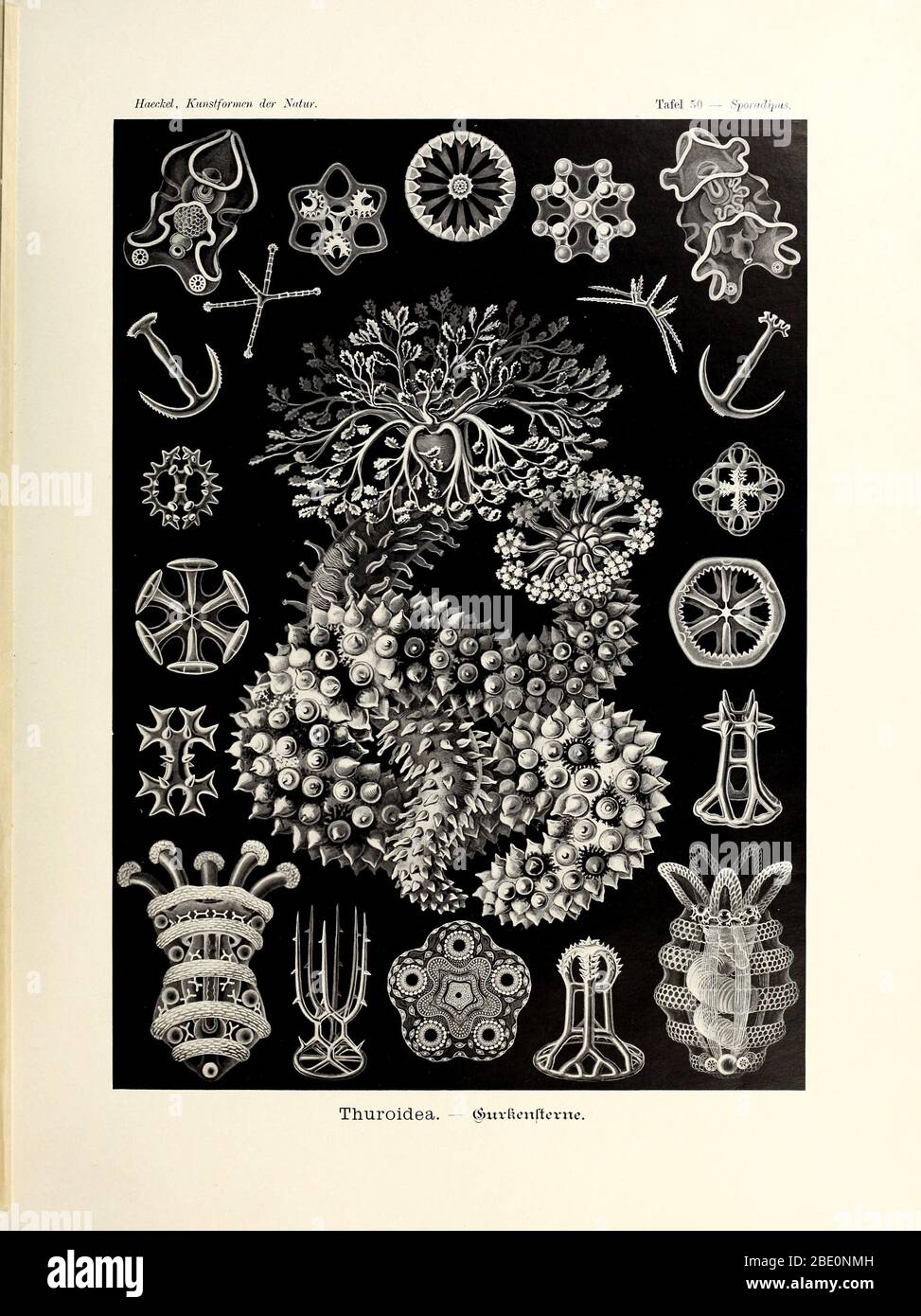 Thuroidea from Ernst Haeckel's Kunstformen der Natur, 1904 Stock Photo