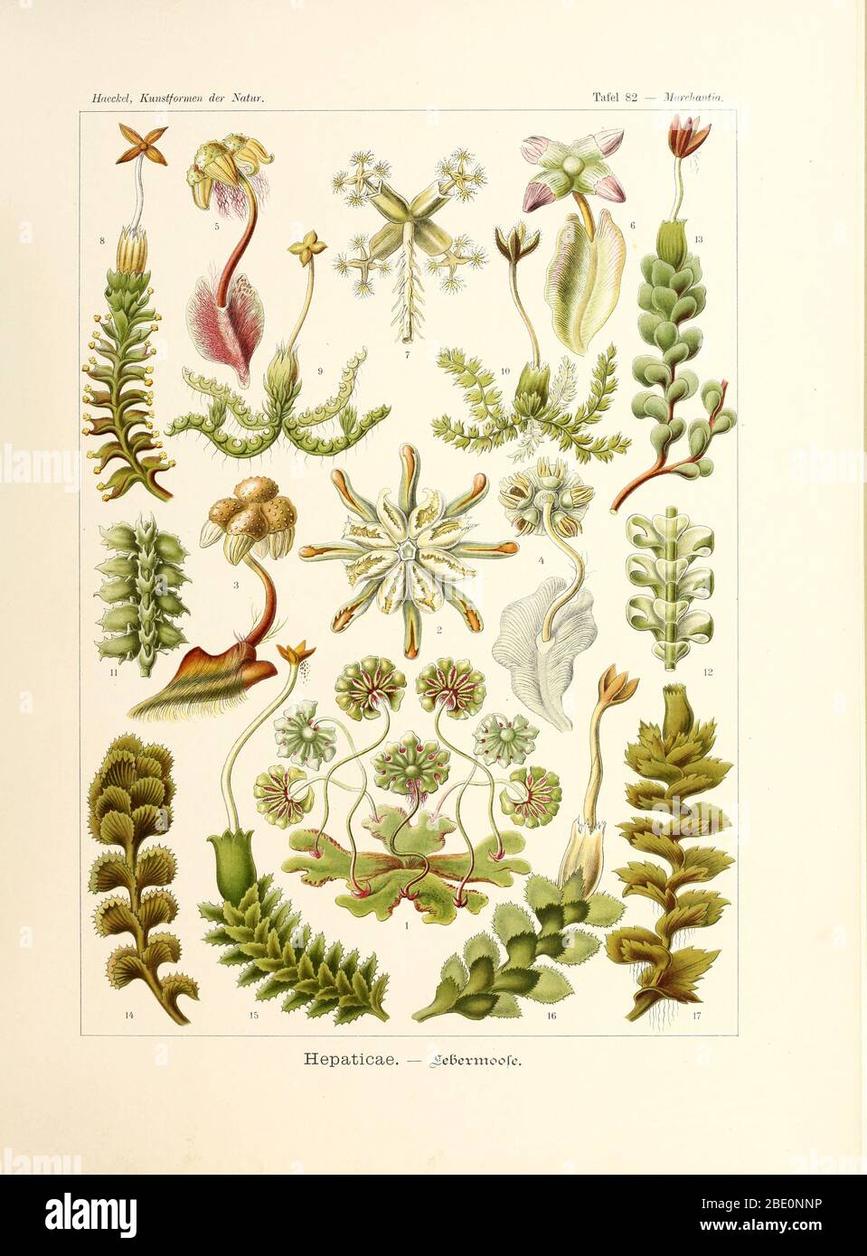 Hepaticae (Marchantiophyta) from Ernst Haeckel's Kunstformen der Natur, 1904 Stock Photo