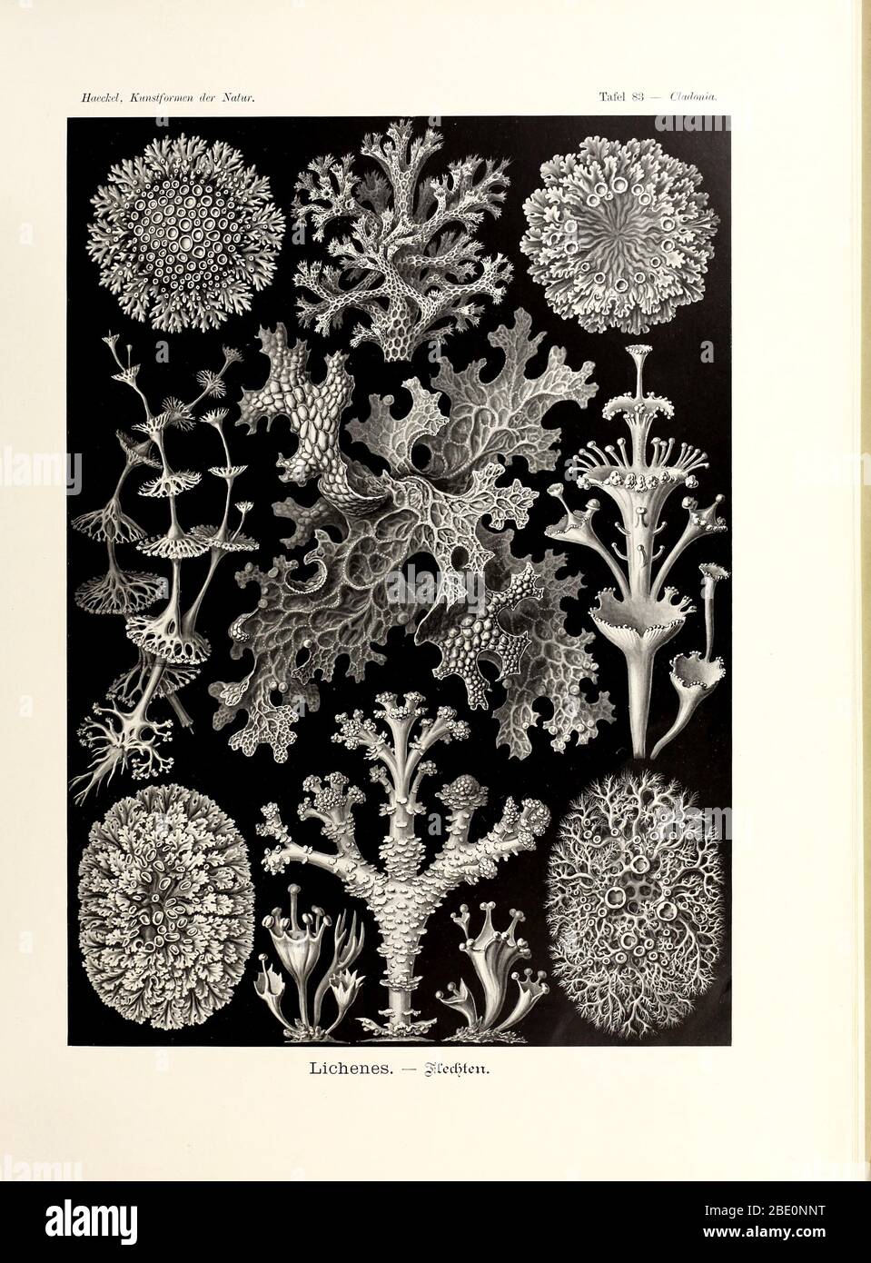 Lichenes from Ernst Haeckel's Kunstformen der Natur, 1904 Stock Photo