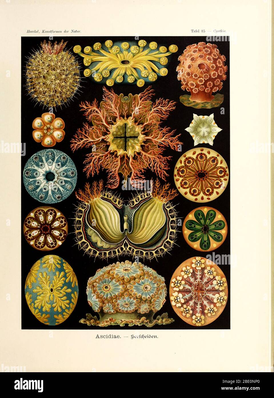 Ascidian (Ascidiae) from Ernst Haeckel's Kunstformen der Natur, 1904 Stock Photo