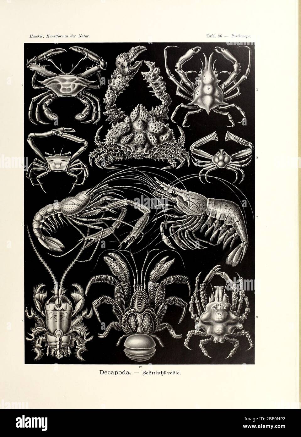 Decapoda or decapods from Ernst Haeckel's Kunstformen der Natur, 1904.  crayfish, crabs, lobsters, prawns, and shrimp Stock Photo