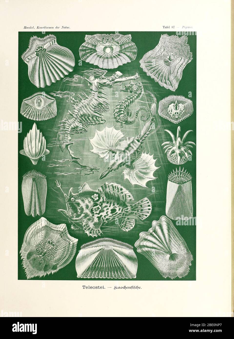 Teleostei  from Ernst Haeckel's Kunstformen der Natur, 1904 Stock Photo