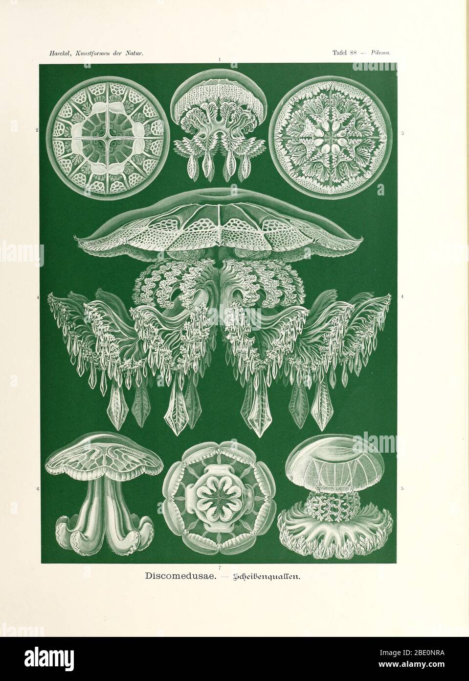 Discomedusae (all rhizostomids), from Ernst Haeckel's Kunstformen der Natur, 1904 Stock Photo