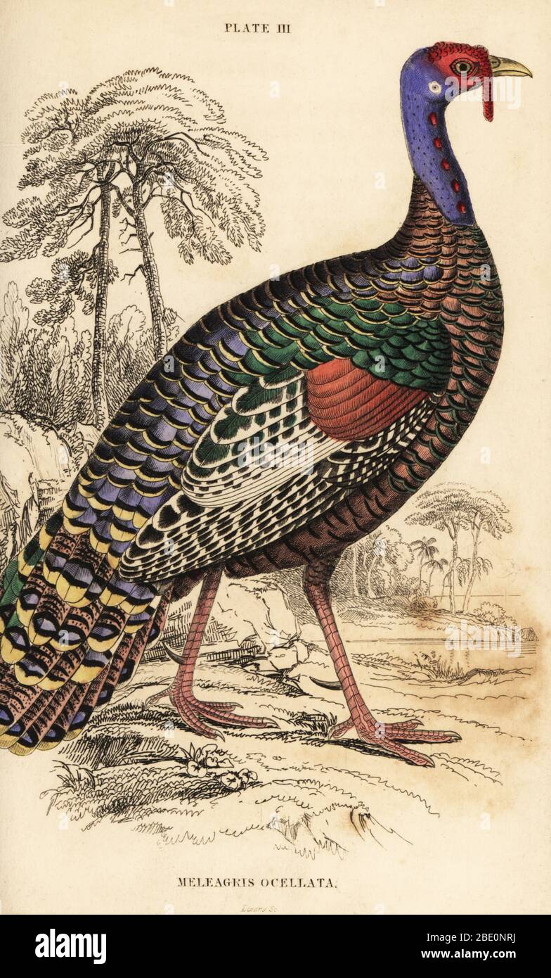 The naturalist's library lizars hi-res stock photography and