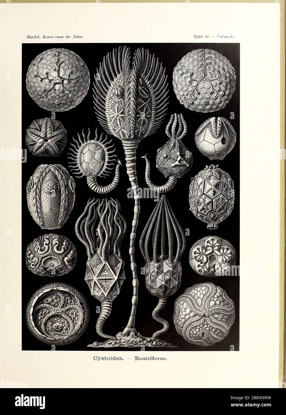 cystoidea beutellterne from Ernst Haeckel's Kunstformen der Natur, 1904 Stock Photo