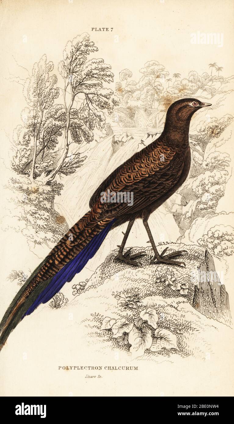 Bronze-tailed peacock-pheasant or Sumatran peacock-pheasant. Long-tailed polyplectron, Polyplectron chalcurum. Handcoloured copperplate engraving by William Lizars from Sir William Jardine’s the Natural History of Gallinaceous Birds in his Naturalist’s Library: Ornithology, Lizars, Edinburgh, 1834. Stock Photo