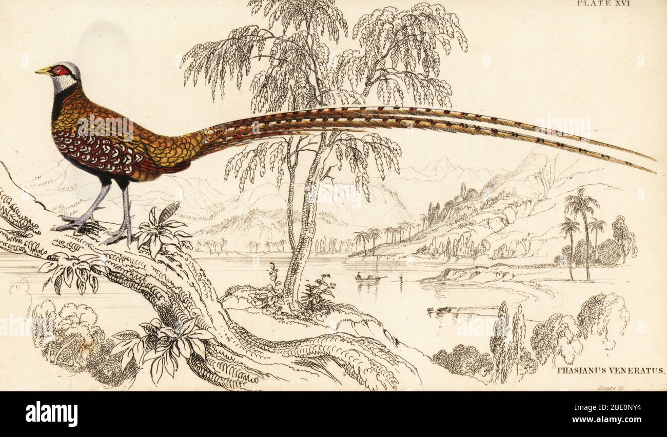 The naturalist's library lizars hi-res stock photography and