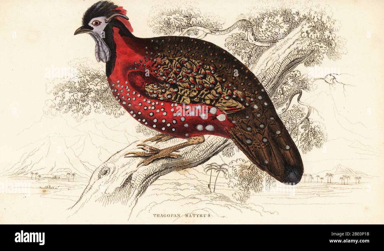 Satyr tragopan or crimson horned pheasant, Tragopan satyra (Nepaul tragopan, Tragopan satyrus). Handcoloured copperplate engraving by William Lizars from Sir William Jardine’s the Natural History of Gallinaceous Birds in his Naturalist’s Library: Ornithology, Lizars, Edinburgh, 1834. Stock Photo