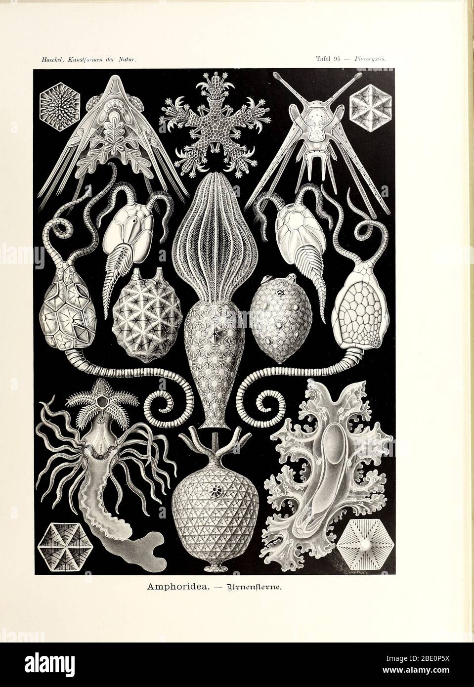 from Ernst Haeckel's Kunstformen der Natur, 1904 Stock Photo - Alamy