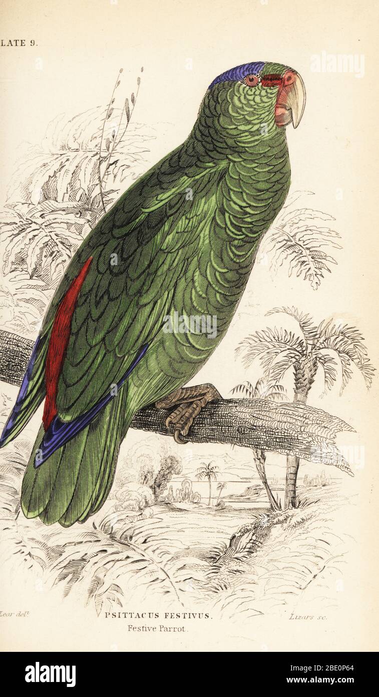 Festive amazon, Amazona festiva. (Festive parrot, Psittacus festivus.)  Handcoloured copperplate engraving by William Lizars after an illustration by Edward Lear from Prideaux J. Selby’s the Natural History of Parrots in Sir William Jardine’s Naturalist’s Library: Ornithology, Lizars, Edinburgh, 1836. Stock Photo