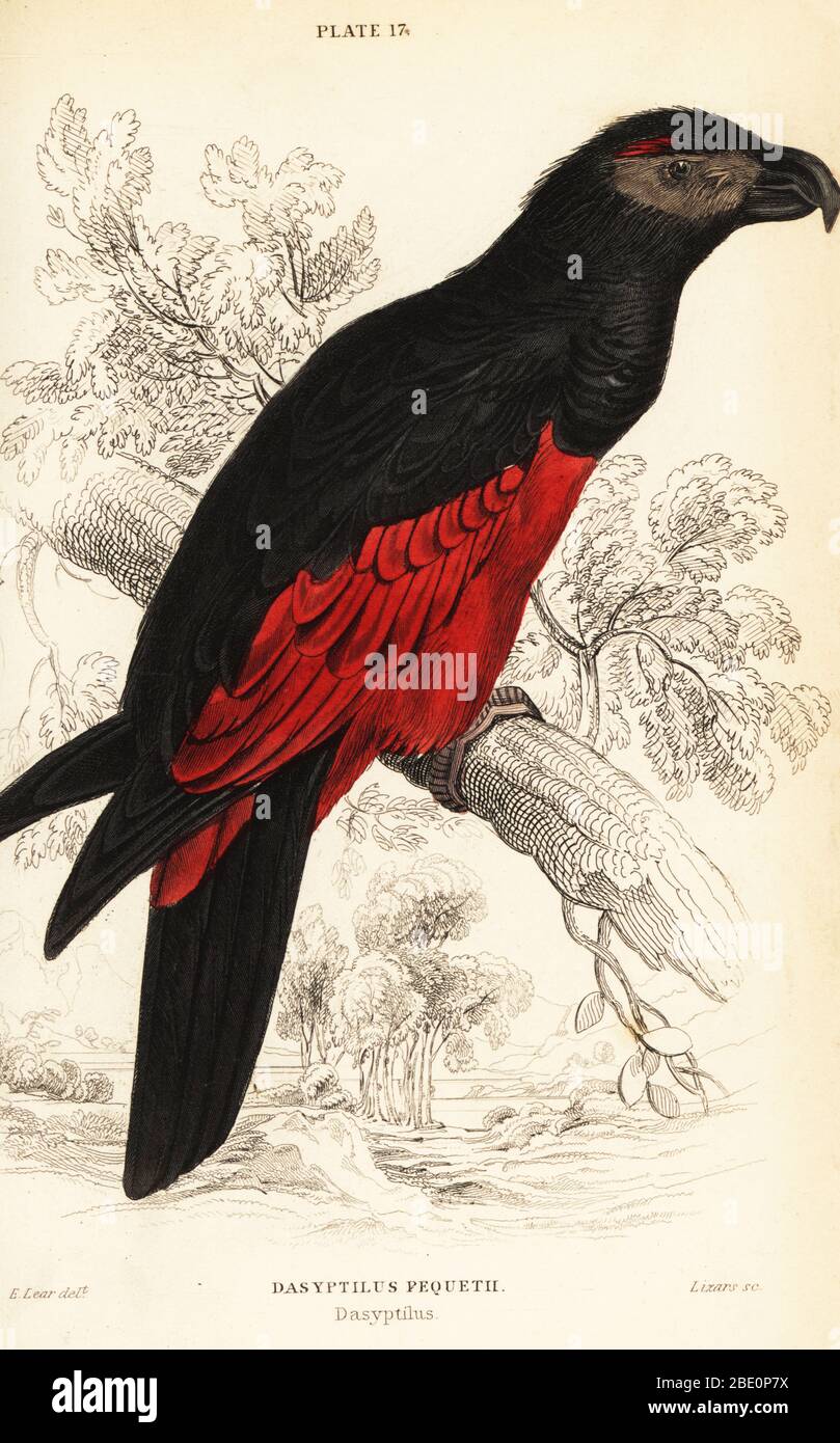 Pesquet's parrot or vulturine parrot, Psittrichas fulgidus. (Pesquet’s dasyptilus, Dasyptilus pequetii.) Handcoloured copperplate engraving by William Lizars after an illustration by Edward Lear from Prideaux J. Selby’s the Natural History of Parrots in Sir William Jardine’s Naturalist’s Library: Ornithology, Lizars, Edinburgh, 1836. Stock Photo