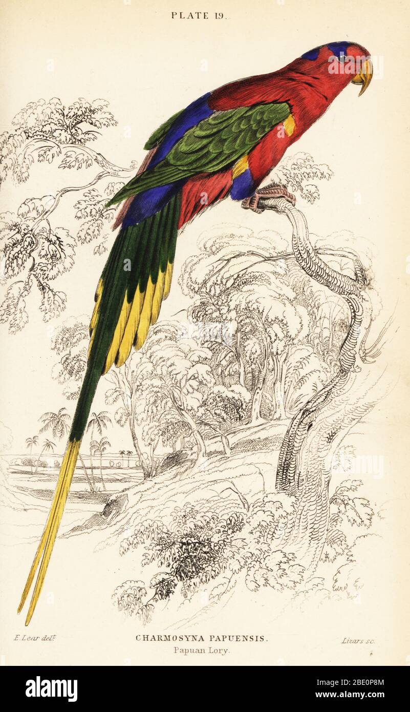 Papuan lorikeet, Stella's lorikeet or Mount-Goliath lorikeet, Charmosyna papou.   (Papuan lory, Charmosyna papuensis.) Handcoloured copperplate engraving by William Lizars after an illustration by Edward Lear from Prideaux J. Selby’s the Natural History of Parrots in Sir William Jardine’s Naturalist’s Library: Ornithology, Lizars, Edinburgh, 1836. Stock Photo