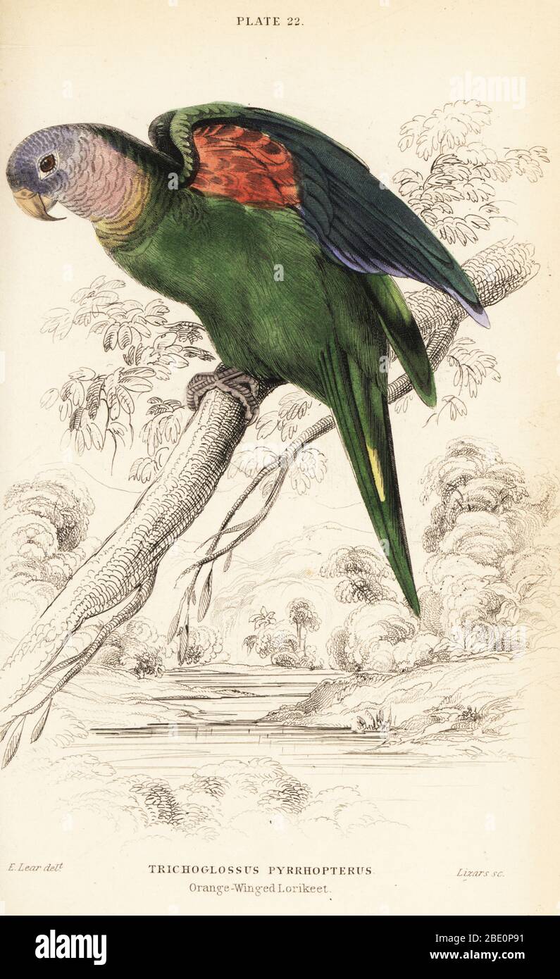 Orange-winged amazon, Amazona amazonica. (Orange-winged lorikeet, Trichoglossus pyrrhopterus.) Handcoloured copperplate engraving by William Lizars after an illustration by Edward Lear from Prideaux J. Selby’s the Natural History of Parrots in Sir William Jardine’s Naturalist’s Library: Ornithology, Lizars, Edinburgh, 1836. Stock Photo