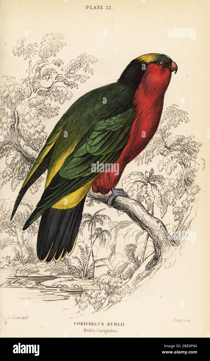 Kuhl's lorikeet, Vini kuhlii. Endangered. (Kuhl’s coriphilus, Coriphilus kuhlii.) Handcoloured copperplate engraving by William Lizars after an illustration by Edward Lear from Prideaux J. Selby’s the Natural History of Parrots in Sir William Jardine’s Naturalist’s Library: Ornithology, Lizars, Edinburgh, 1836. Stock Photo