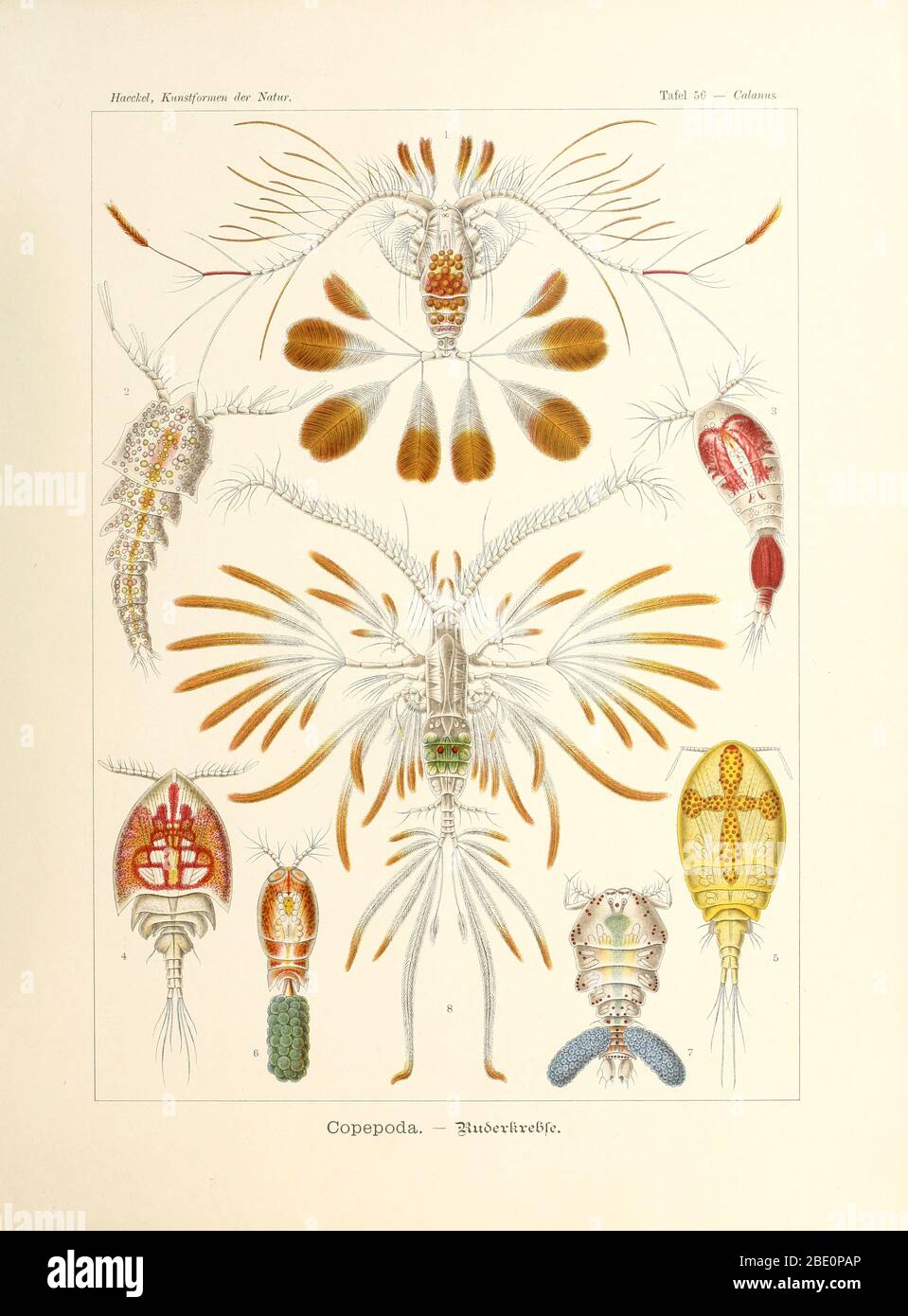 from Ernst Haeckel's Kunstformen der Natur, 1904 Stock Photo
