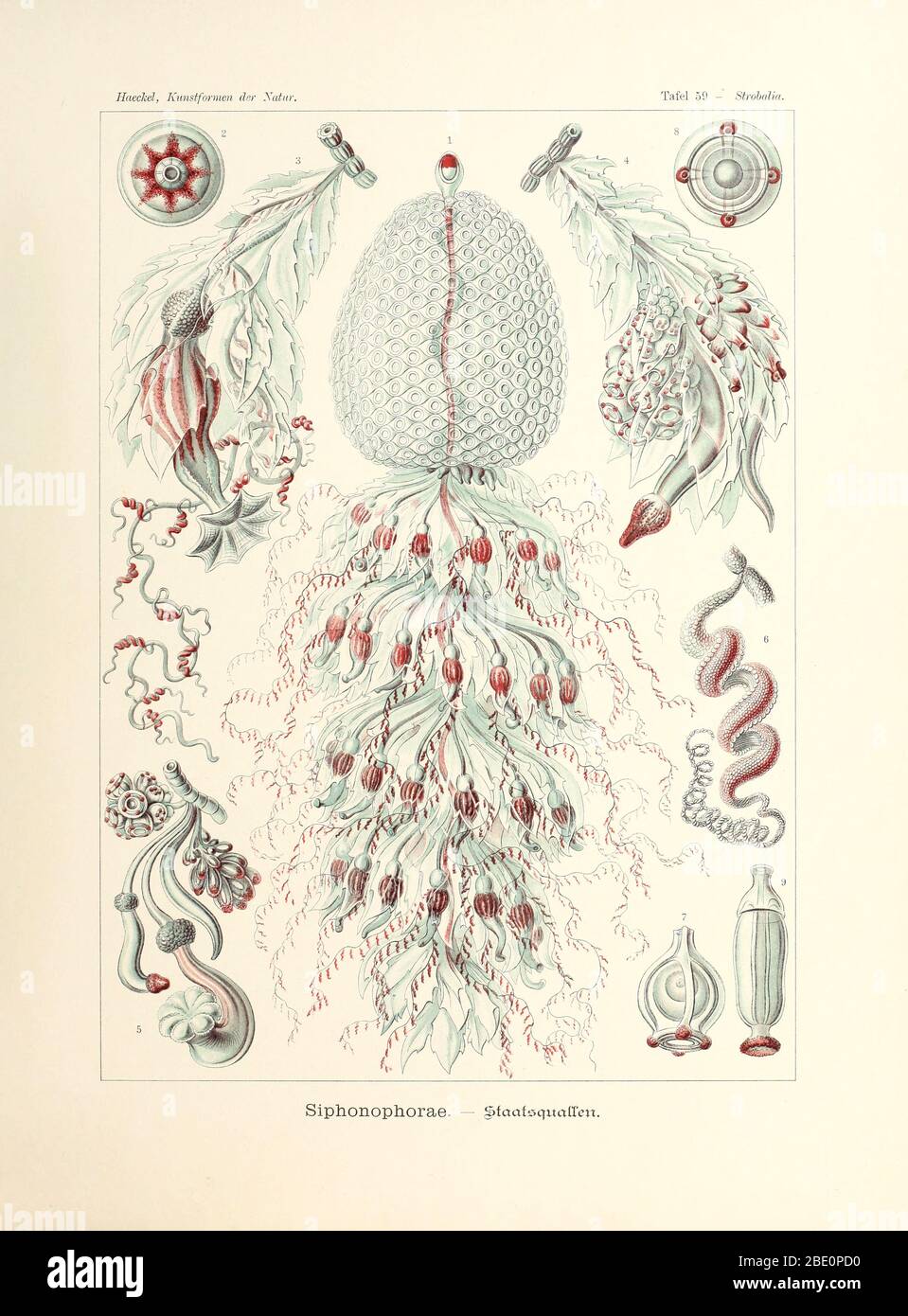 from Ernst Haeckel's Kunstformen der Natur, 1904 Stock Photo