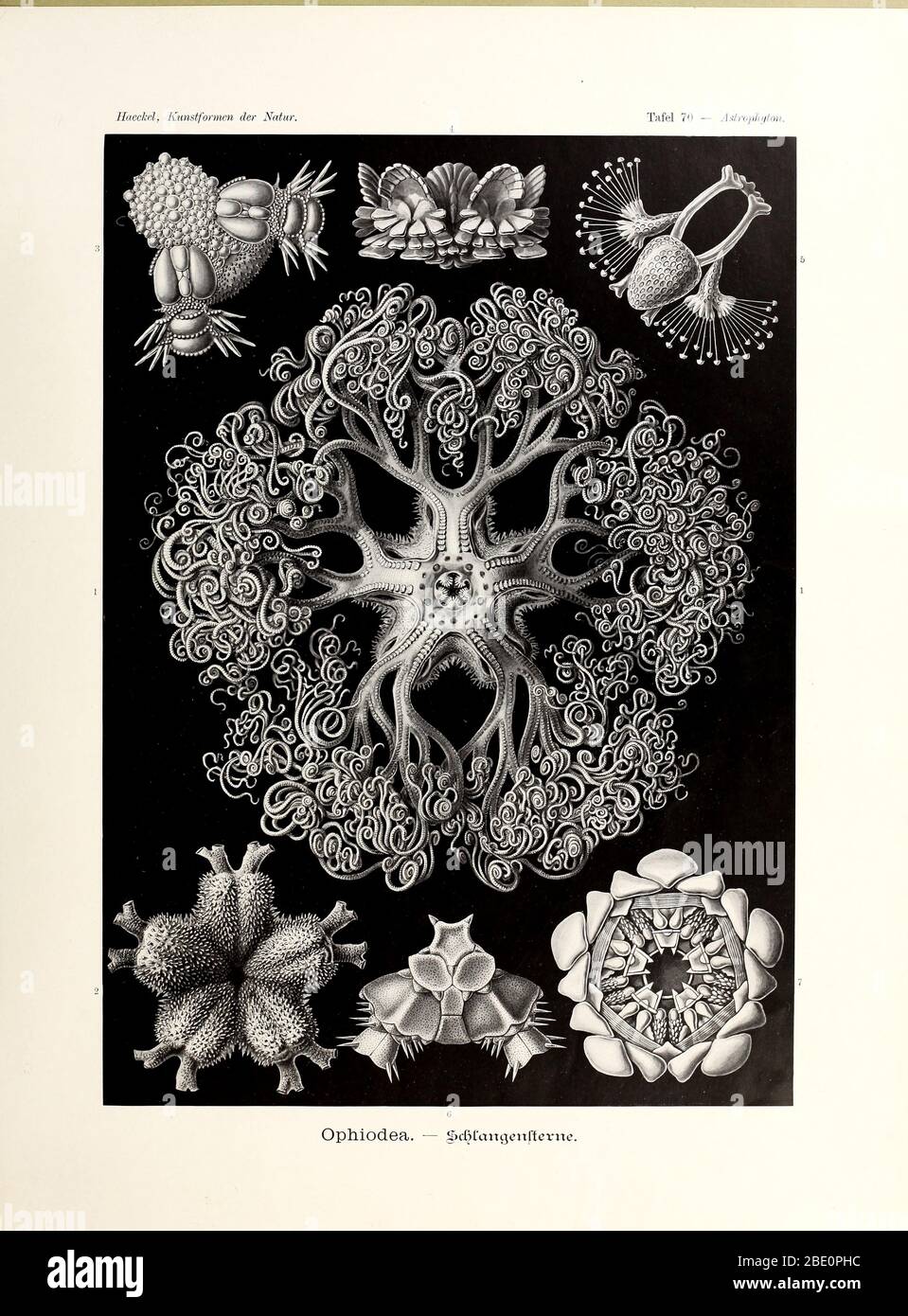 from Ernst Haeckel's Kunstformen der Natur, 1904 Stock Photo