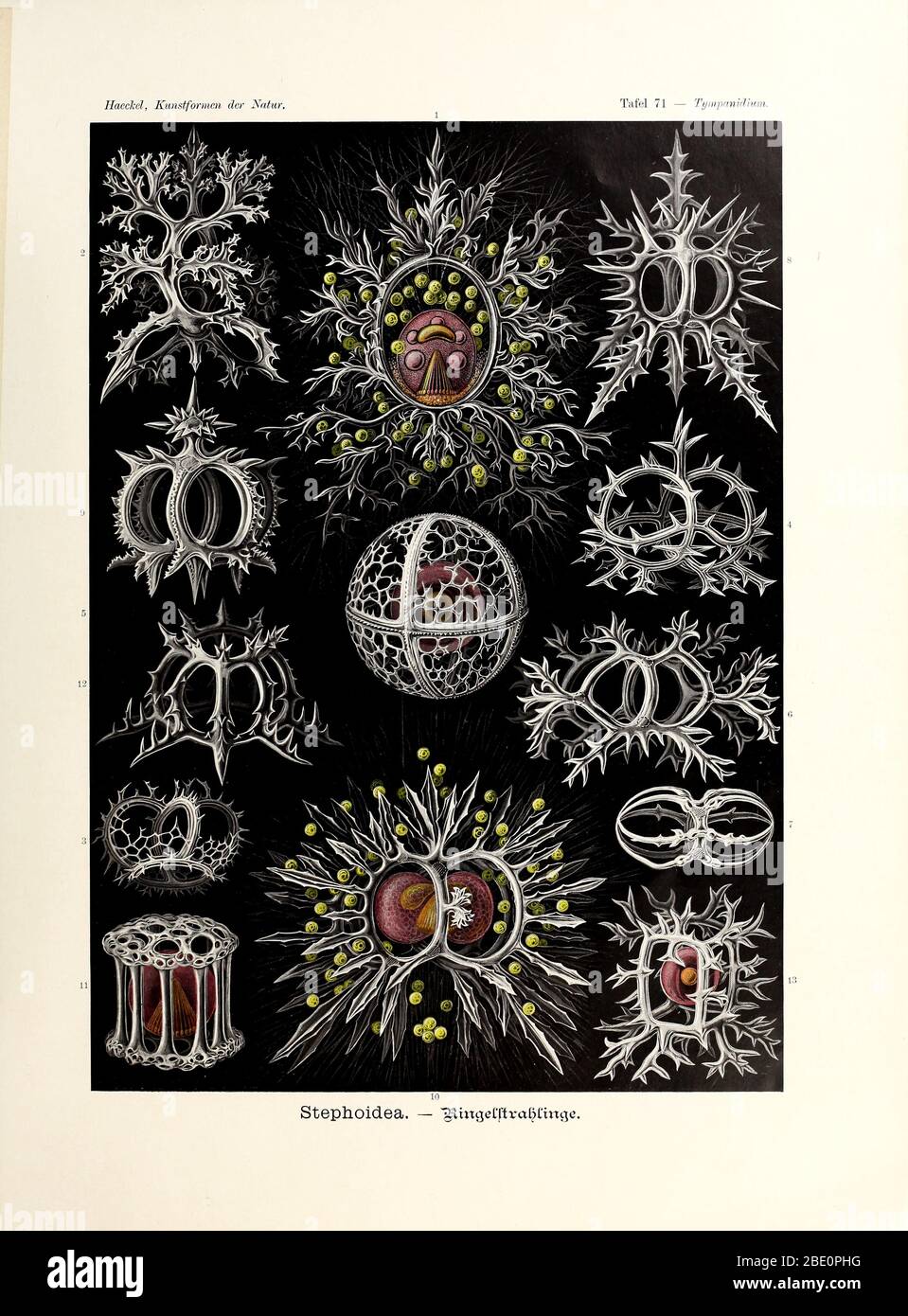 from Ernst Haeckel's Kunstformen der Natur, 1904 Stock Photo