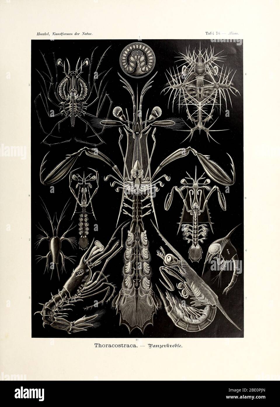 from Ernst Haeckel's Kunstformen der Natur, 1904 Stock Photo