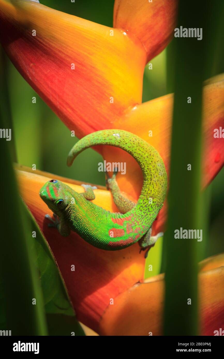 Gold dust day gecko (Phelsuma laticauda) on heliconia in Hawaii Stock Photo