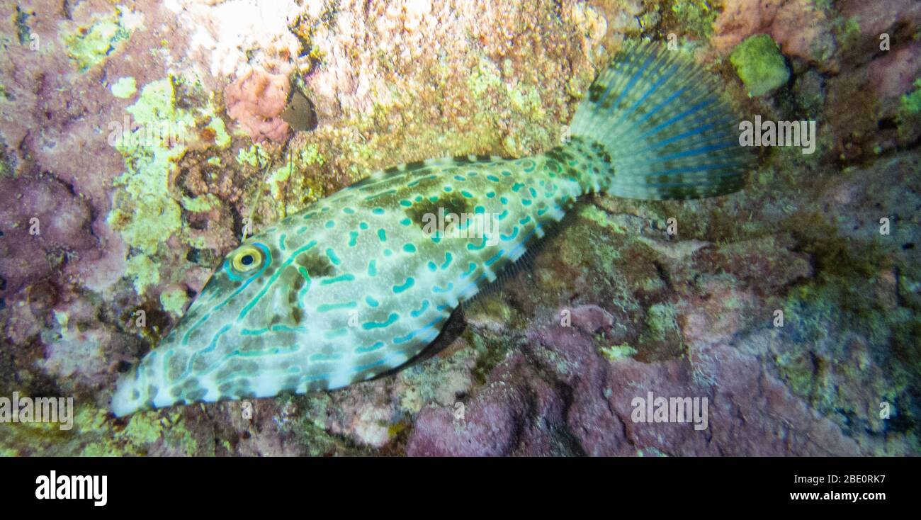 Scrawled Filefish seen during night dive, Kona Hawaii Stock Photo