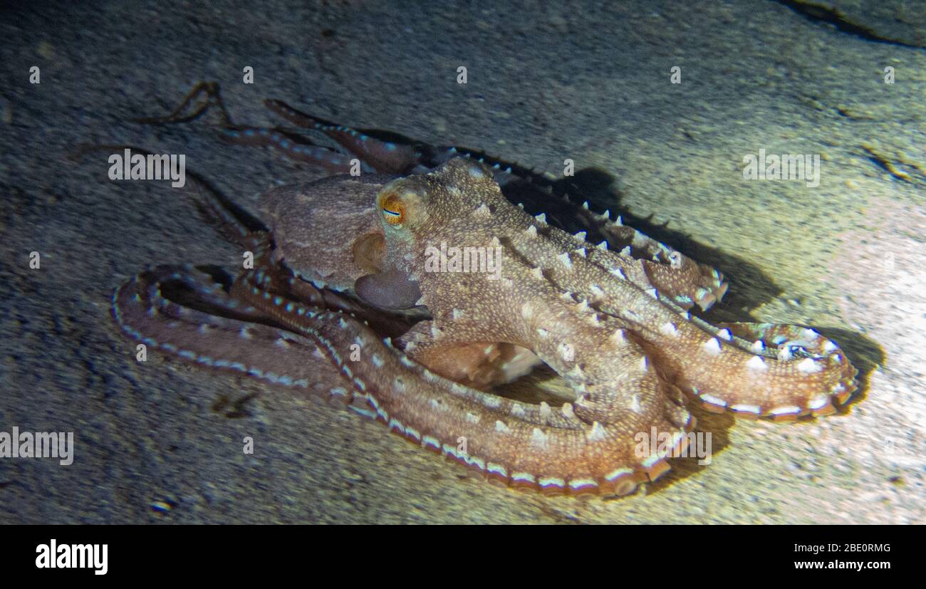 Ornate Night Octopus seen on night time shore dive at the Muna Lani dive site on the Big Island of Hawaii. Stock Photo