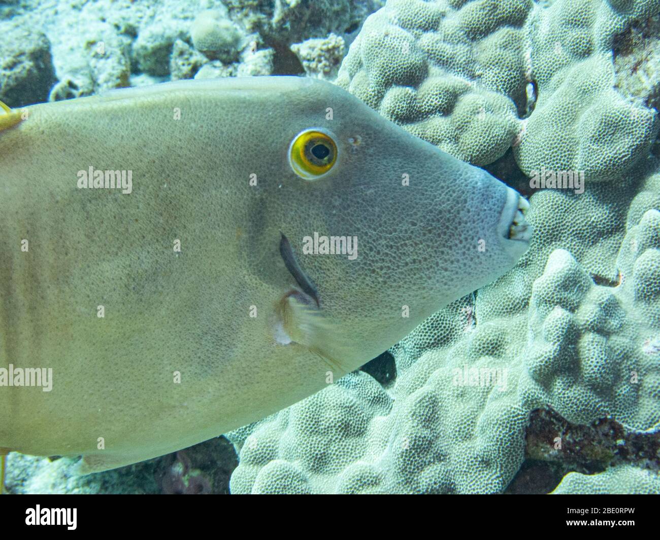 Barred Filefish with yellow eye at Puako Dive site on the Big Island of Hawaii. Stock Photo