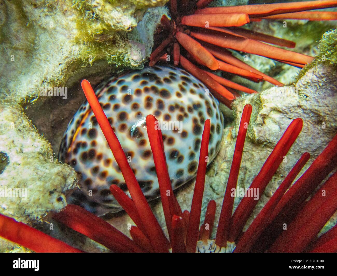 Tiger Cowery and Pencil Urchin on the reef at the Puako dive site, Big Island of Hawaii. Stock Photo