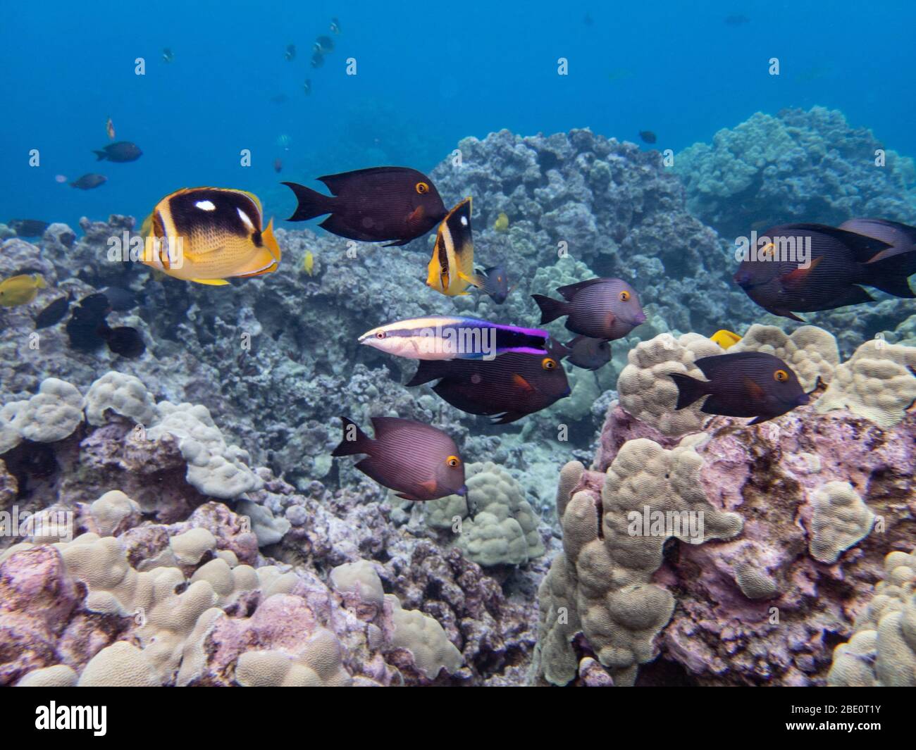 Endemic Hawaiian Cleaner Wrasse,and a school of mixed reef fish waiting to be cleaned. Stock Photo