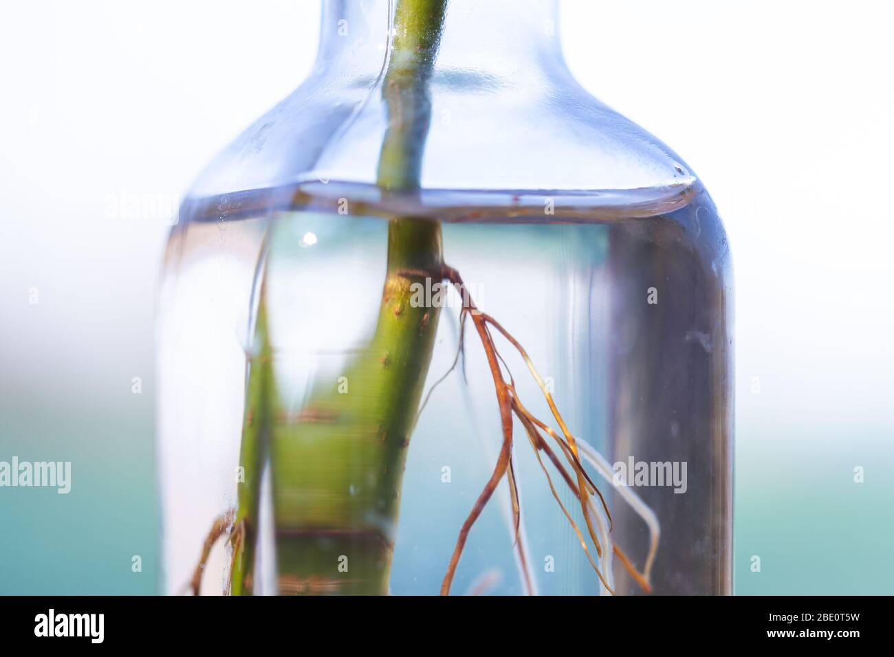 Cutting sprouting roots in vintage glass jar with refraction distortion ...