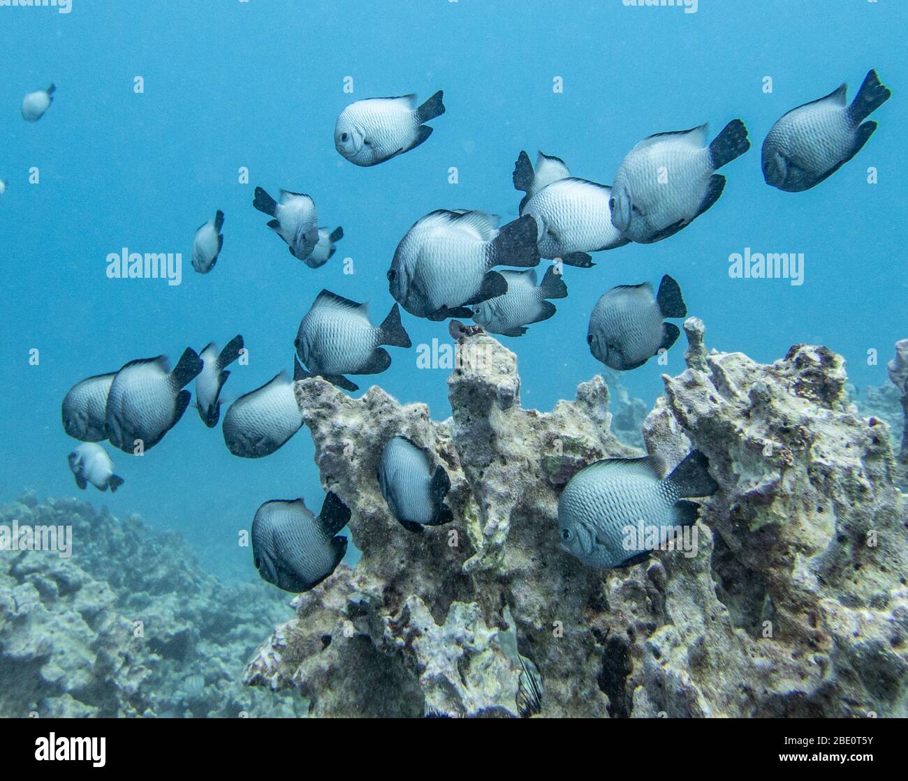 Endemic school of Domino Damsel fish on the Big island of Hawaii. Stock Photo