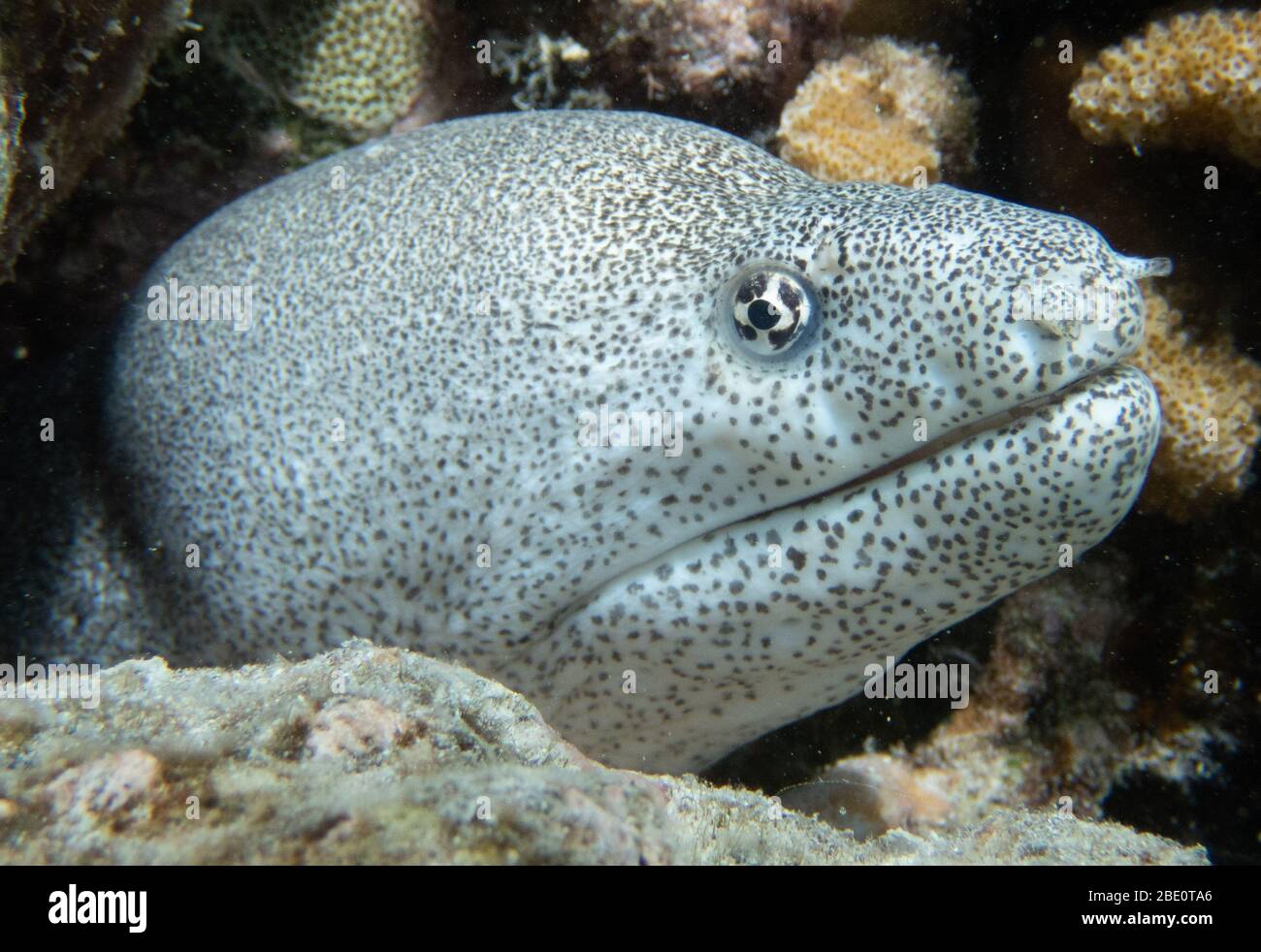 Peppered Moray Eel on the reef at Mauna Lani dive site, Big Island