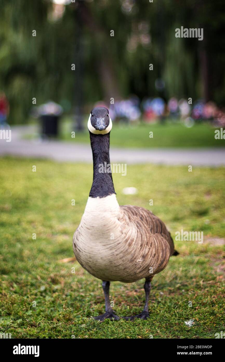 Canada goose top in boston