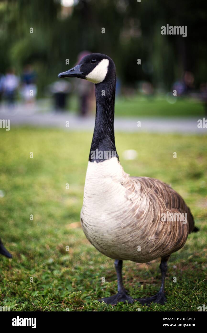 The Canadian Goose in the Boston Public Garden Stock Photo - Alamy